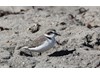 Photo of Charadrius nivosus